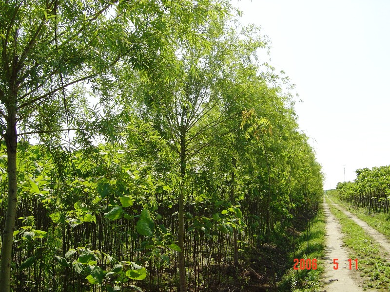 南通錦繡河山(shān)苗木(mù)基地近況（五月）